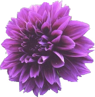 dahlia 1