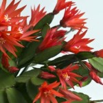 Zygo Cactus