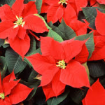 Poinsettias