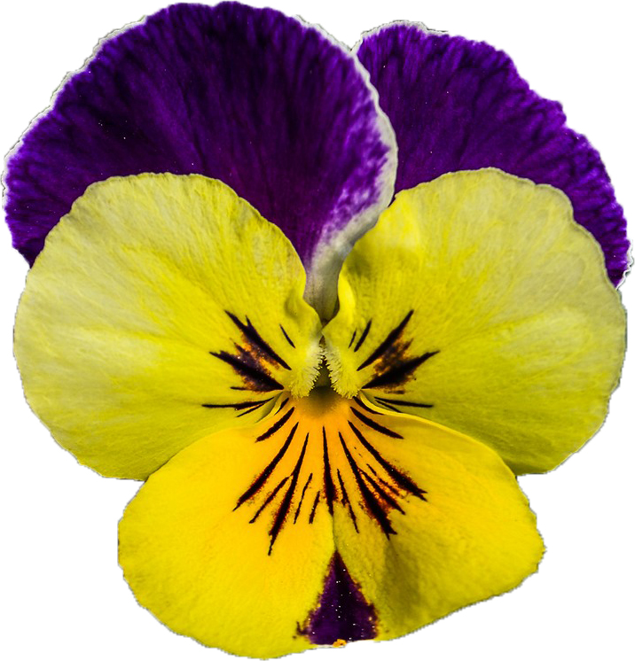 pansy 2