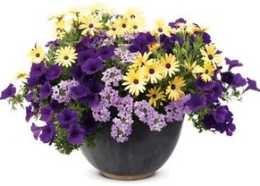 purple mix container