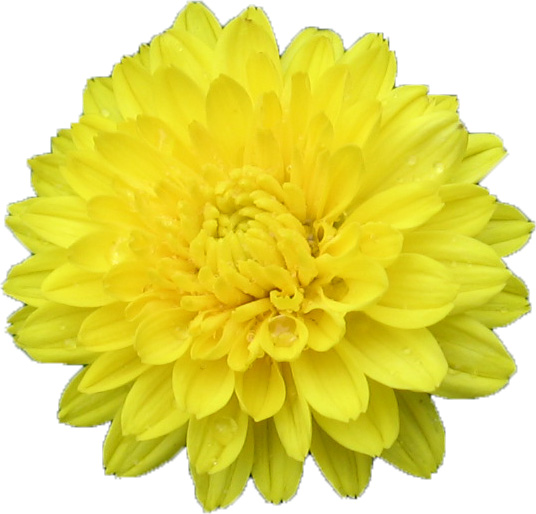 yellow mum