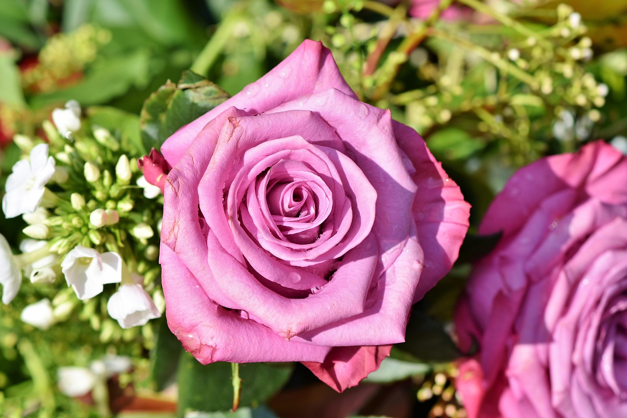 rose-3412884_1280.webp