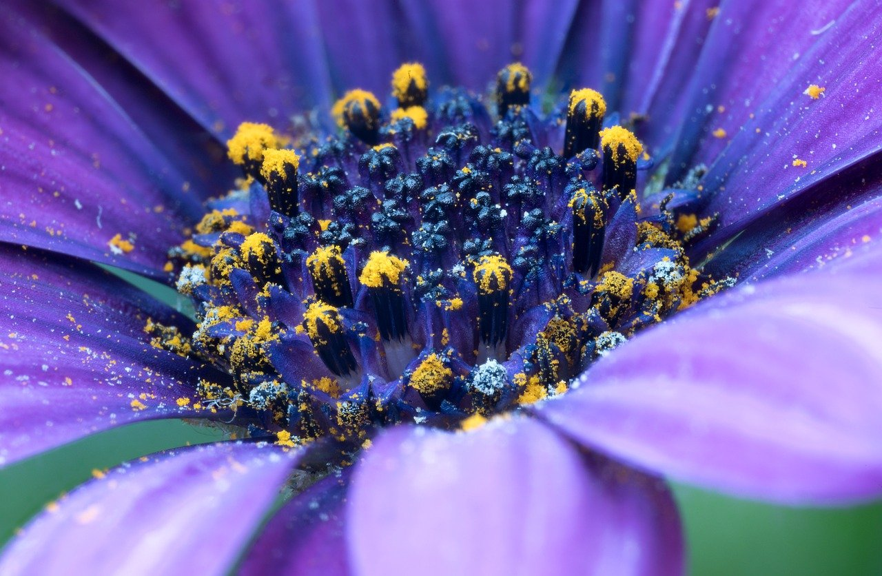 blossom-9676411_1280.webp